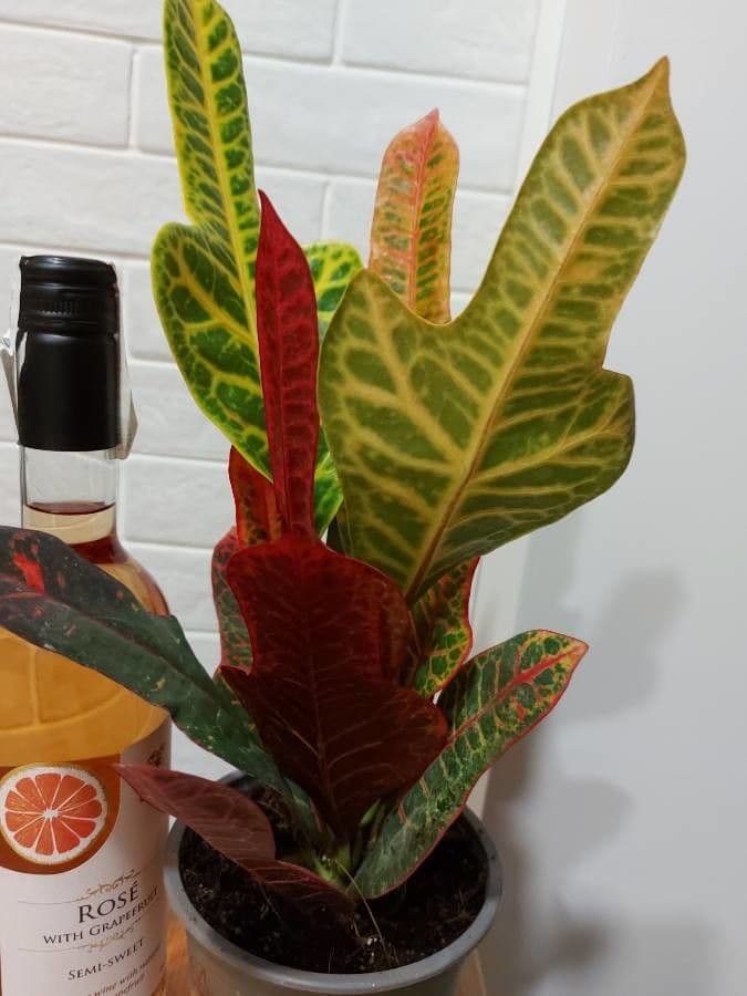 Croton variegato 6