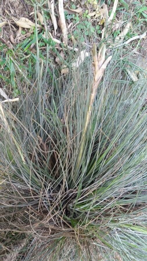 Tillandsia juncea 11