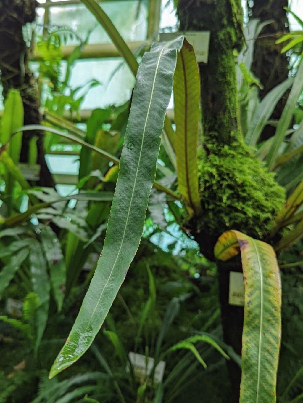 Pyrrosia 6