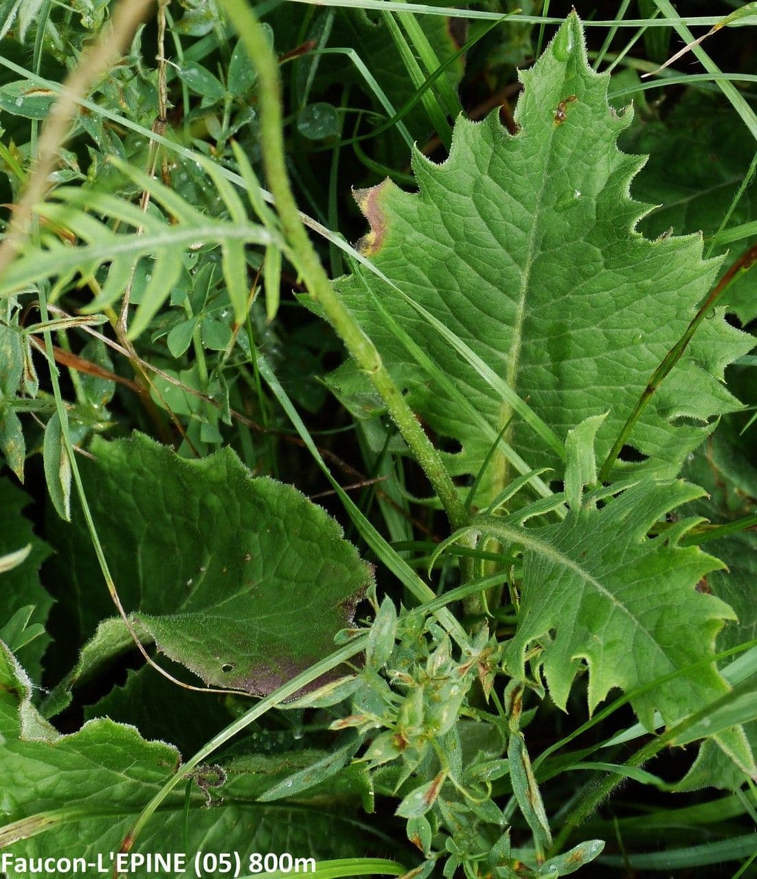 Klasea lycofolia 16