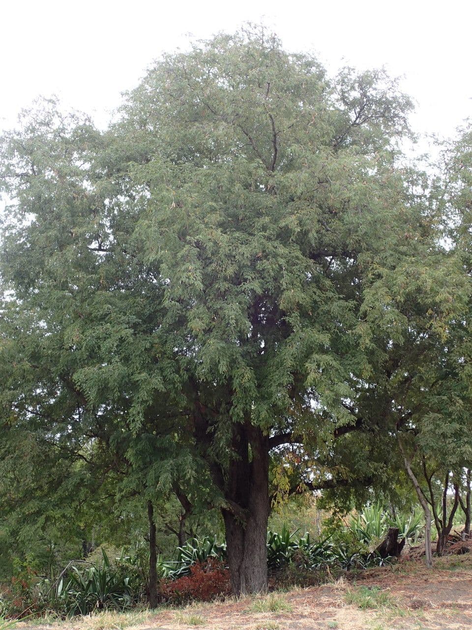 Tamarinde 13