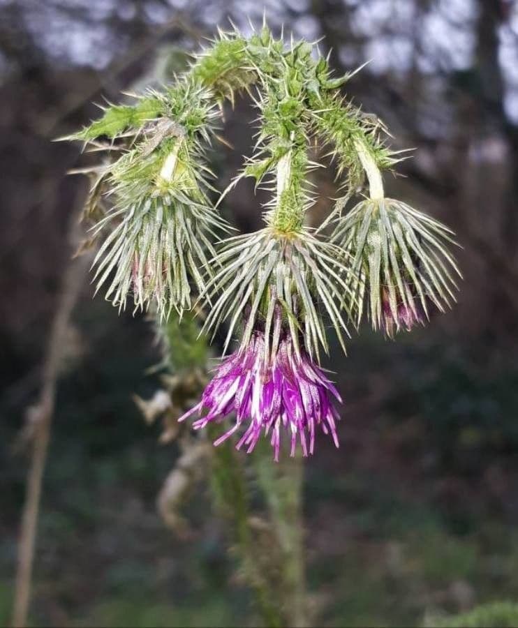 Cirsium filipendulum 5