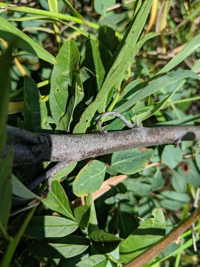 Hlošina stříbrná 25