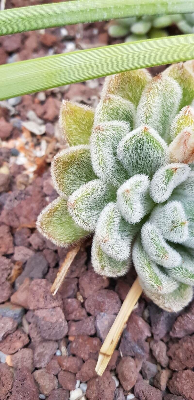 Echeveria 17