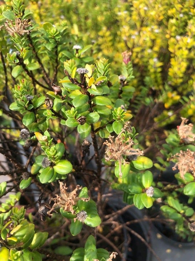 Pimelea