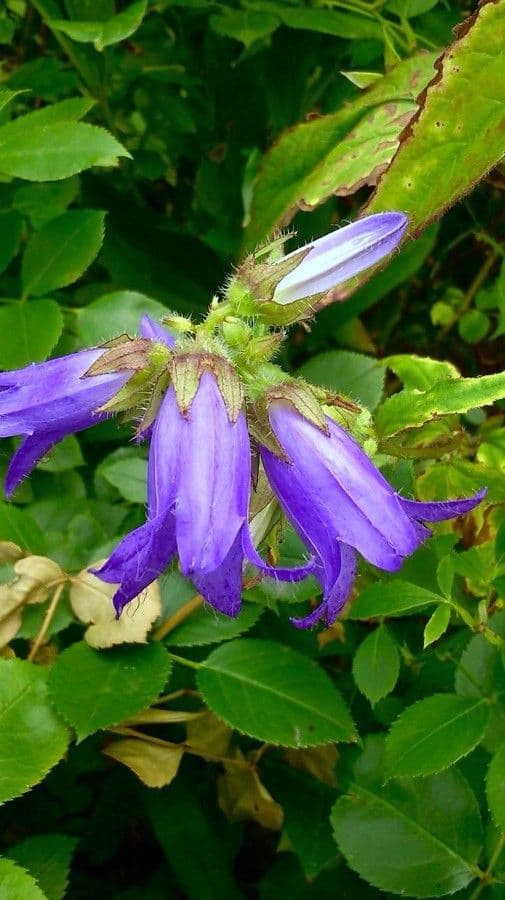 Nesselblättrige Glockenblume 7