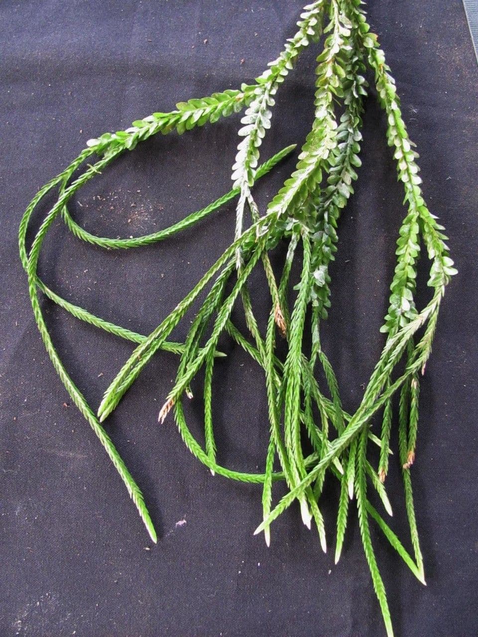 Huperzia 3