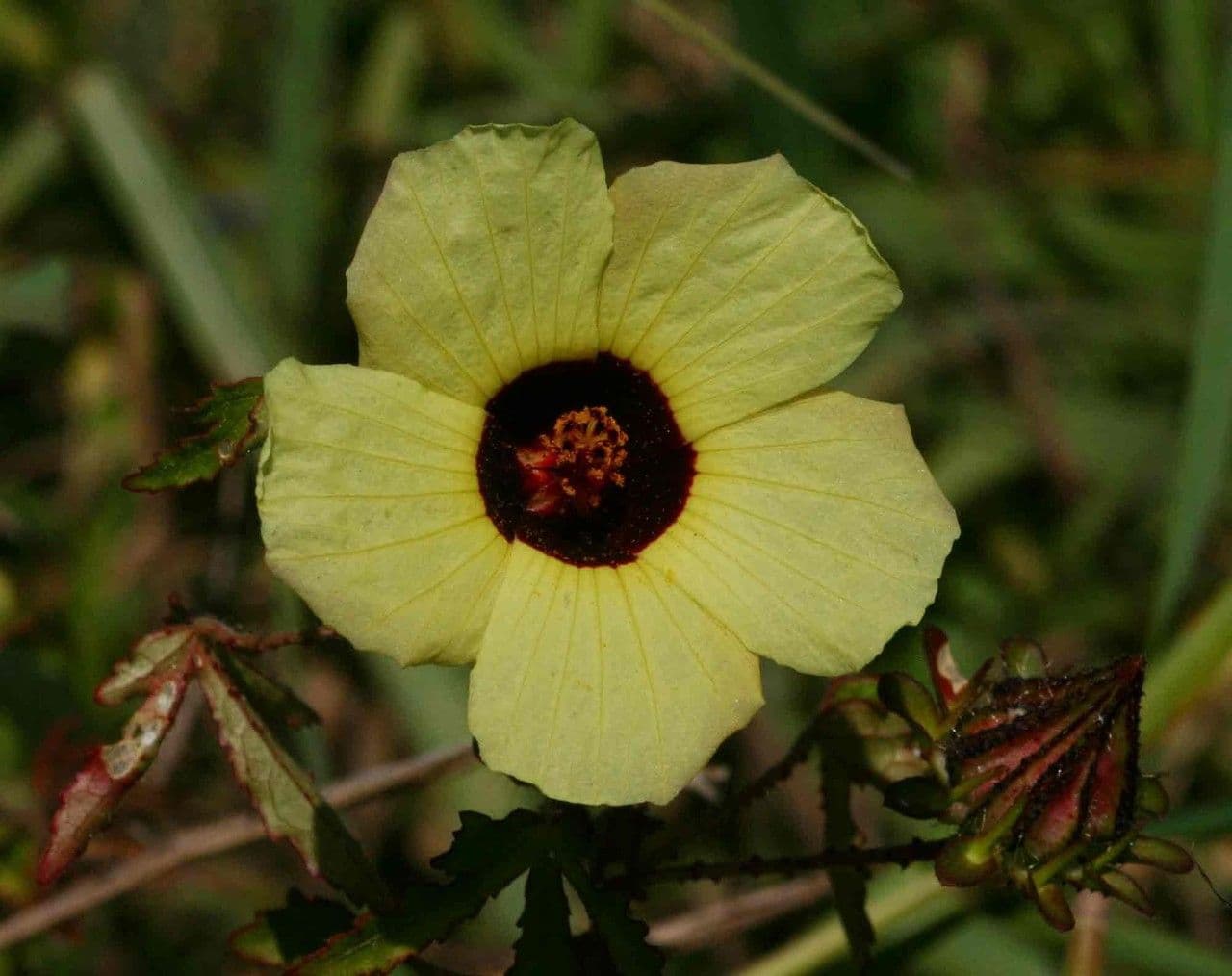 Hibiscus à aiguillons 4