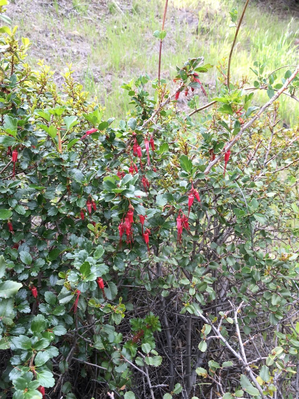 Fuchsiöse johannisbeere 11