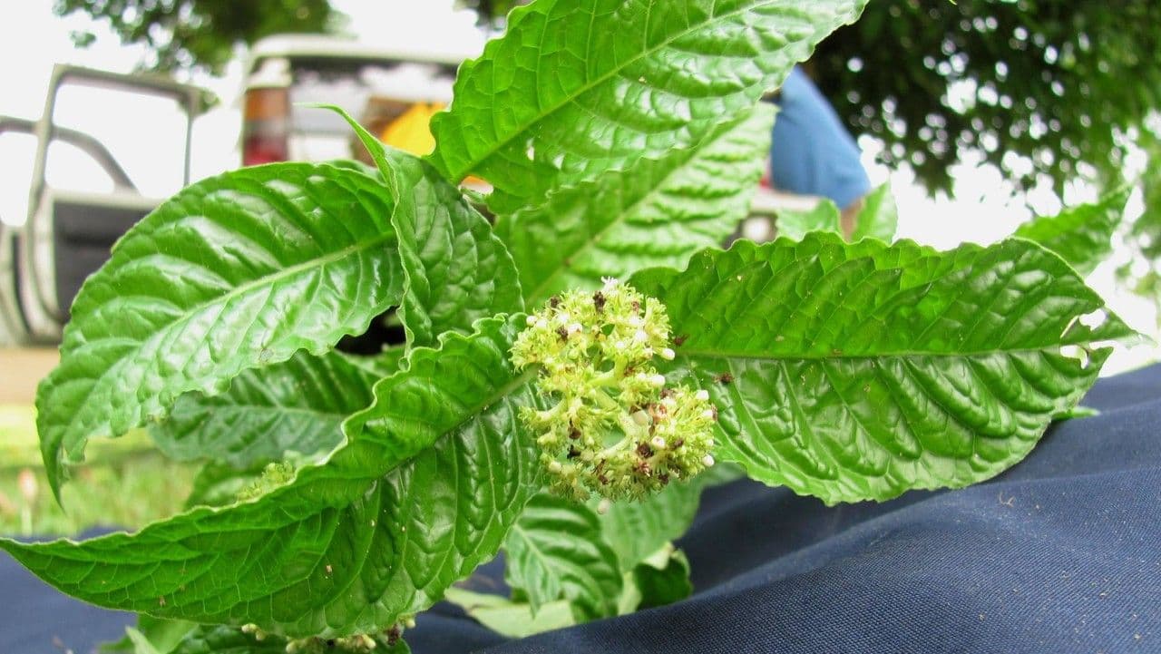 Psychotria 11