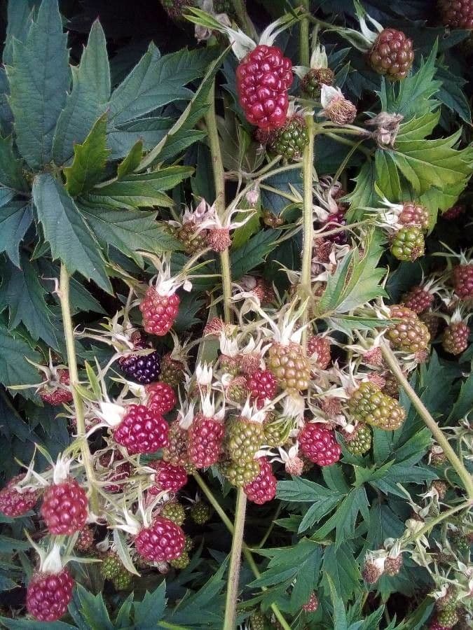 Schlitzblättrige Brombeere 2