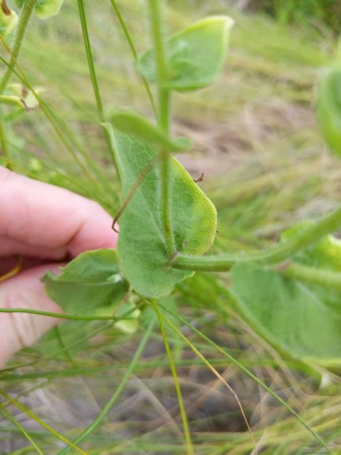 Heterotheca subaxillaris 13