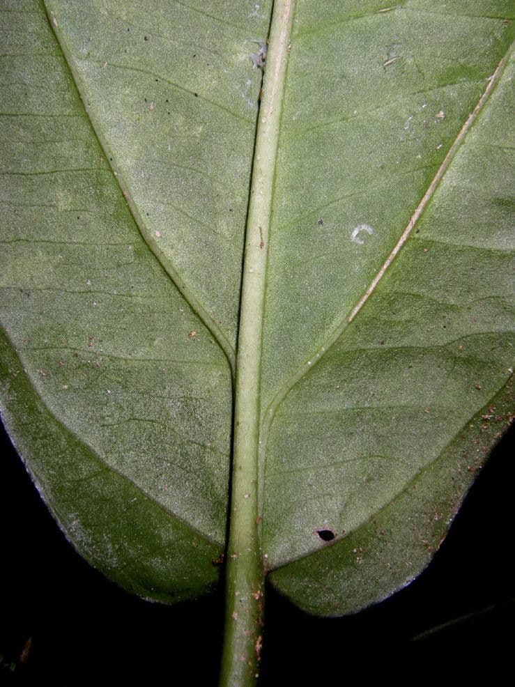 Anthurium 9