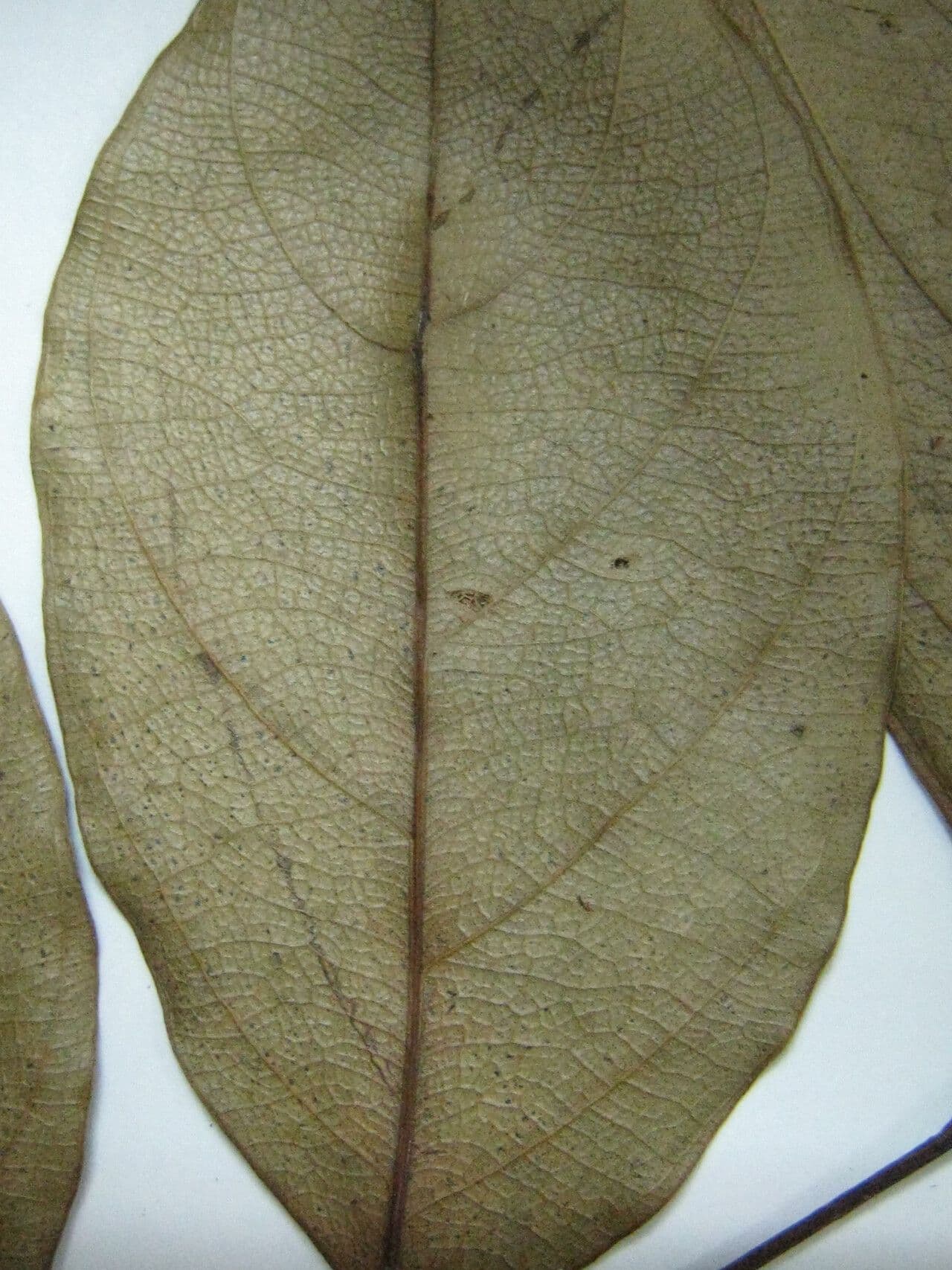 Cedro per sigari 4