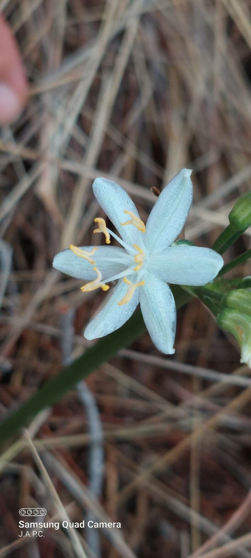 Lapiedra martinezii 7