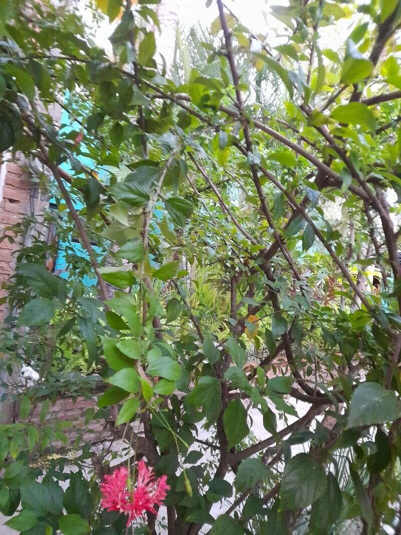 Hibiscus cispadanus 17