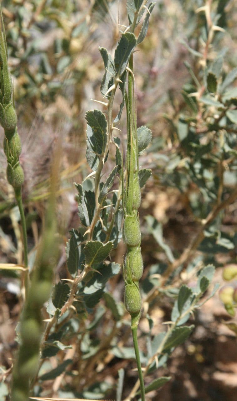 Aegilops 5