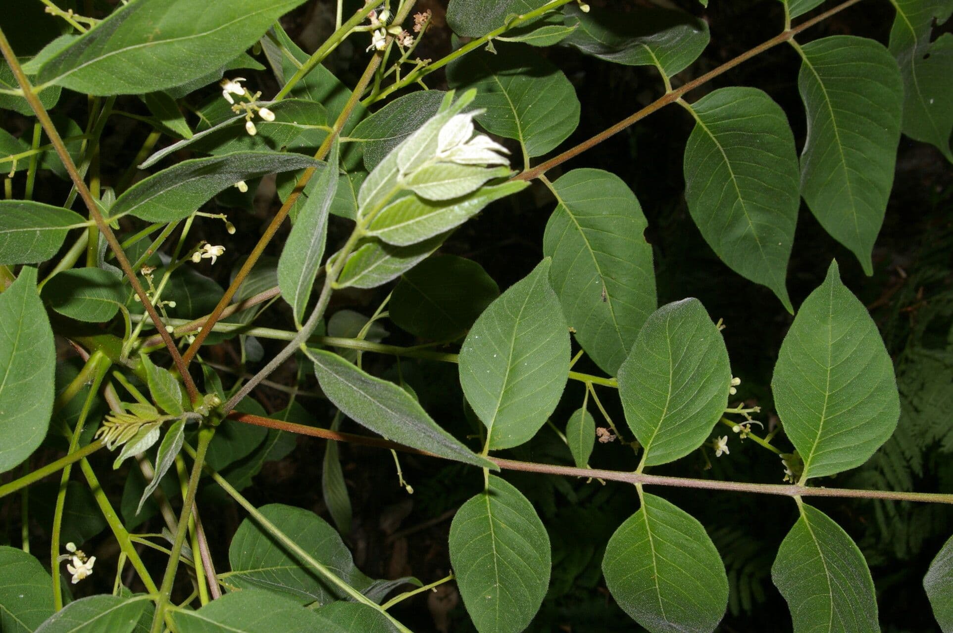 Trichilia americana 7