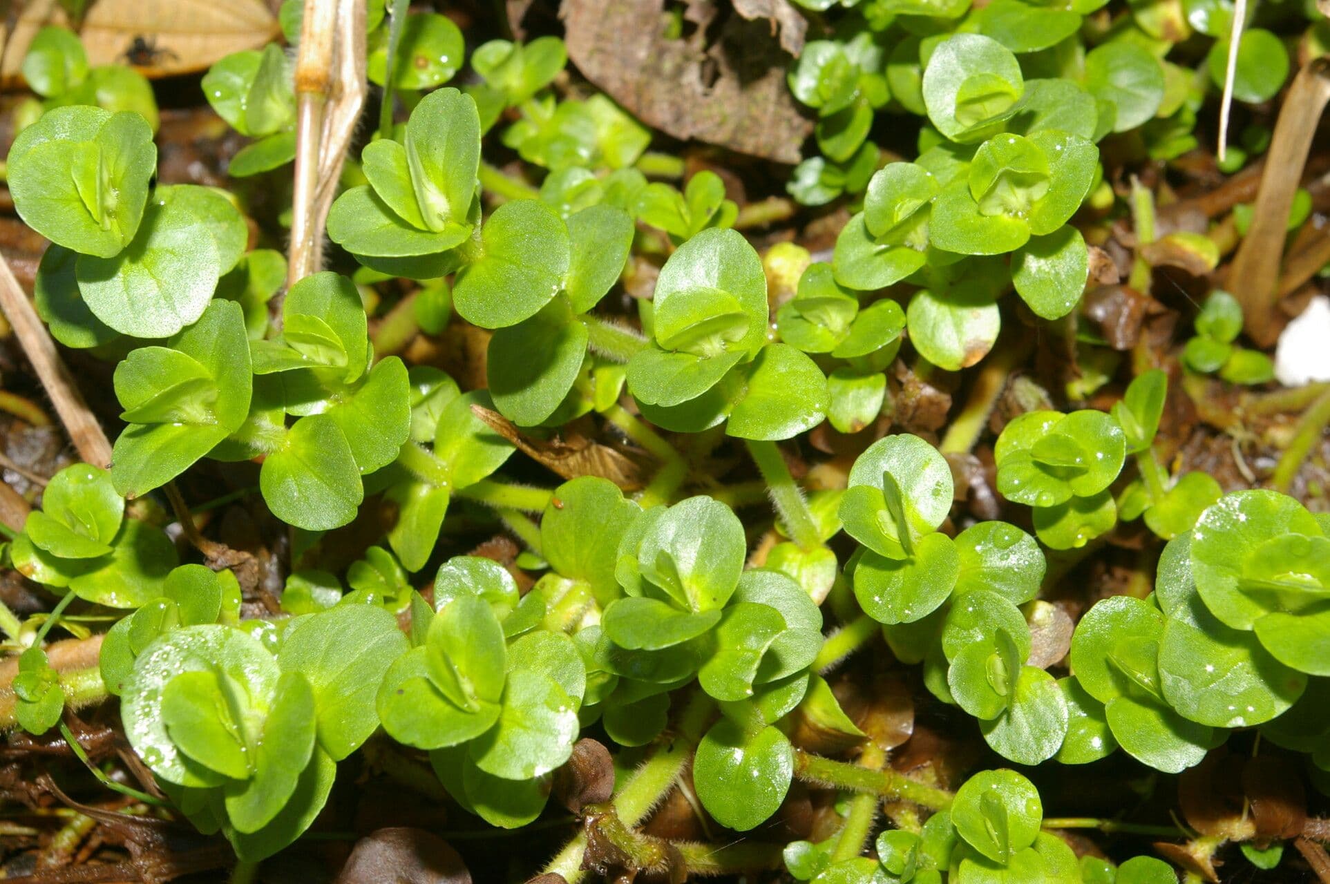 Bacopa salzmannii 7