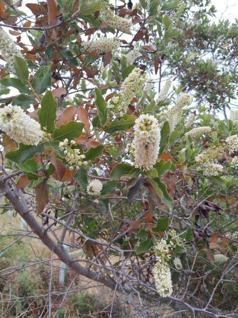Escallonia