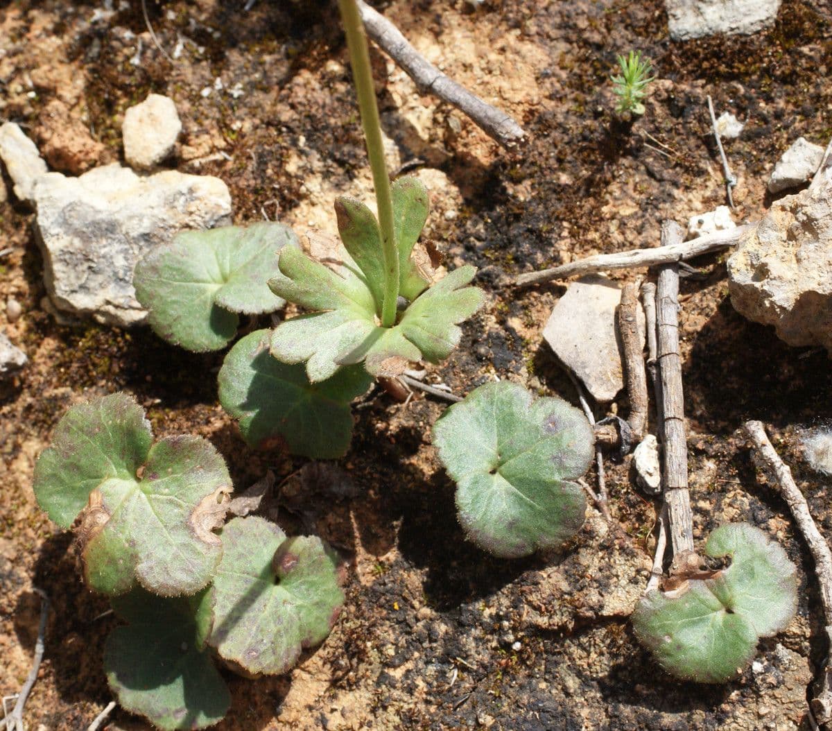 Anemone palmata 18