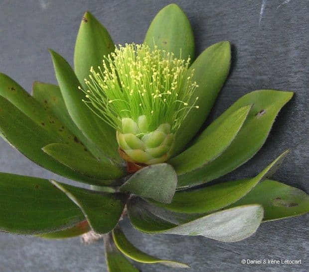 Melaleuca 2