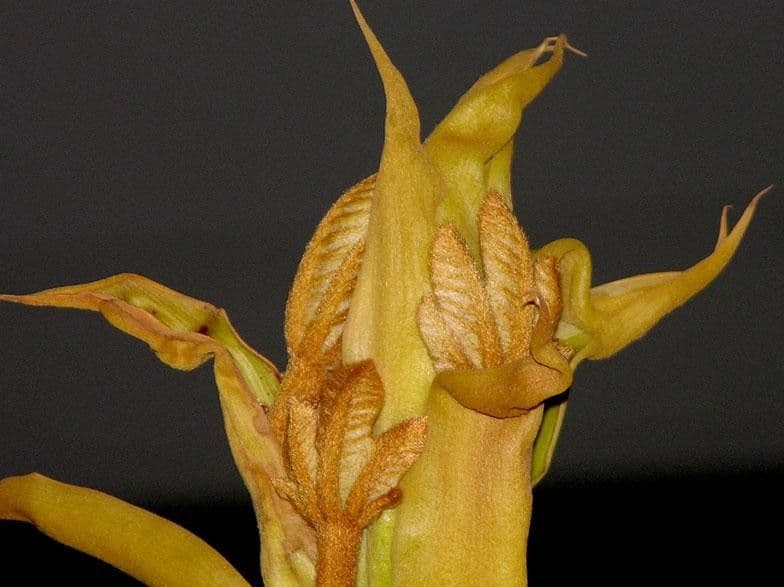 Sterculia 7