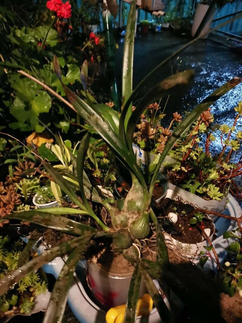 Encyclia 7
