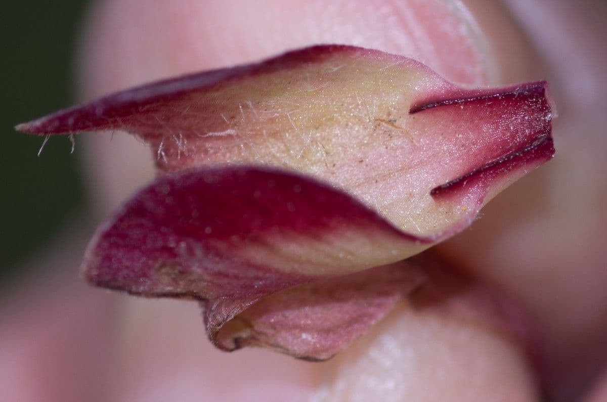 Serapias neglecta 4