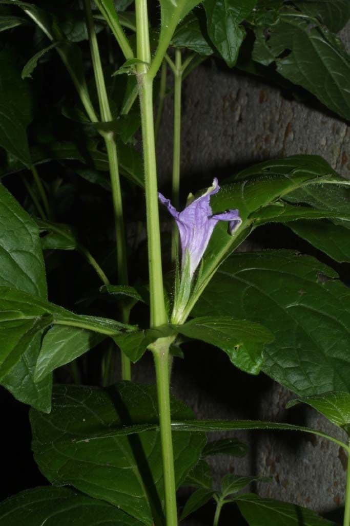 Ruellia 20