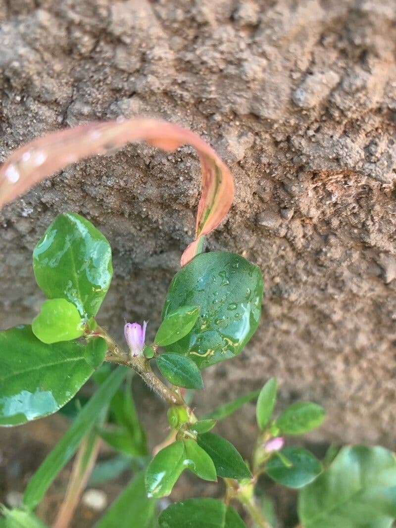 Trianthema portulacastrum 2