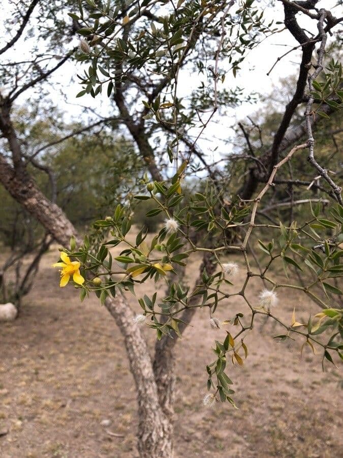 Buisson de créosote 4
