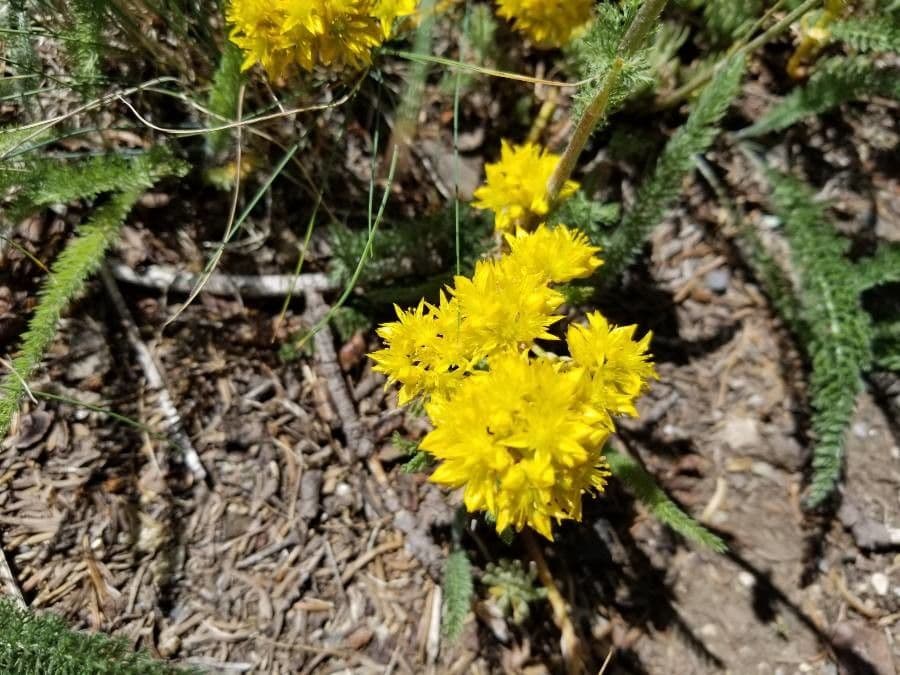 Sedum lanceolatum 4