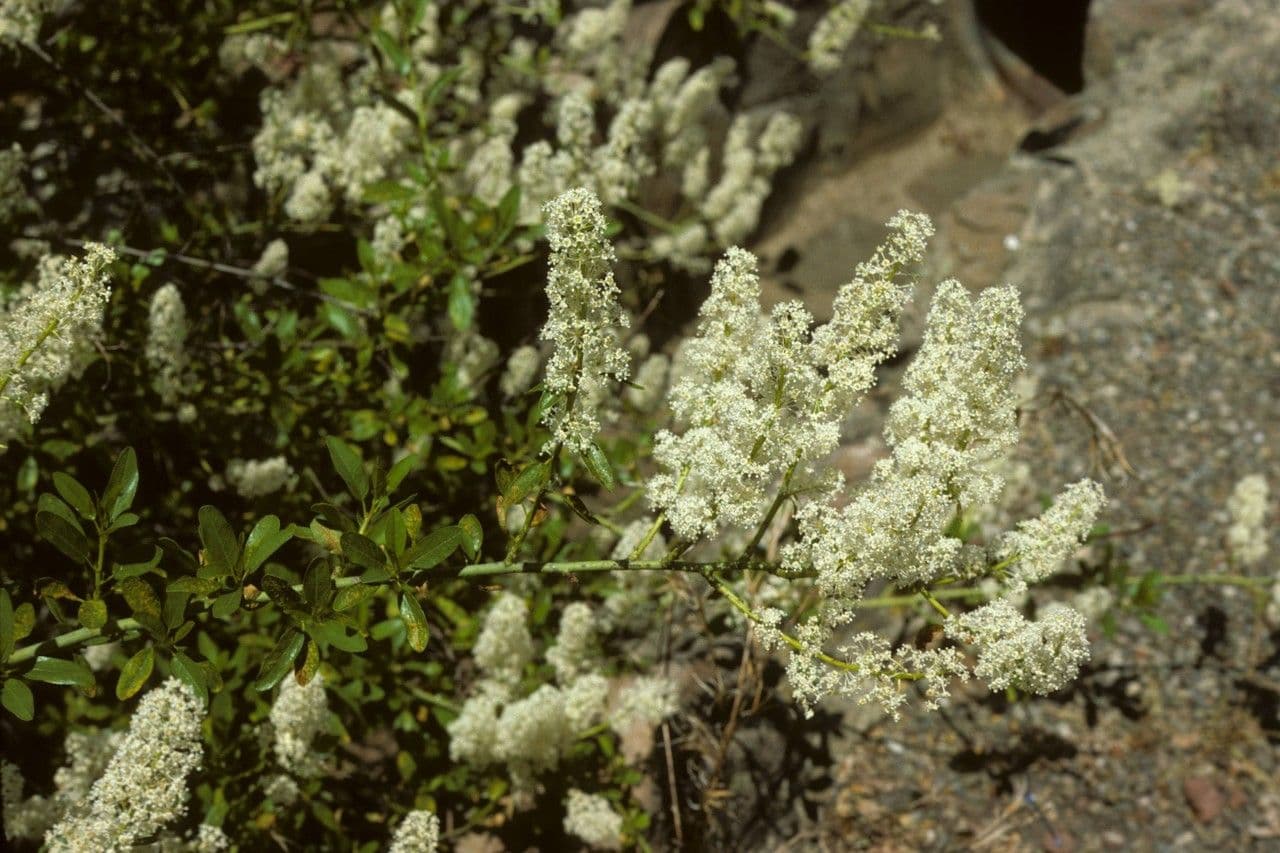 Dorniger Ceanothus 6