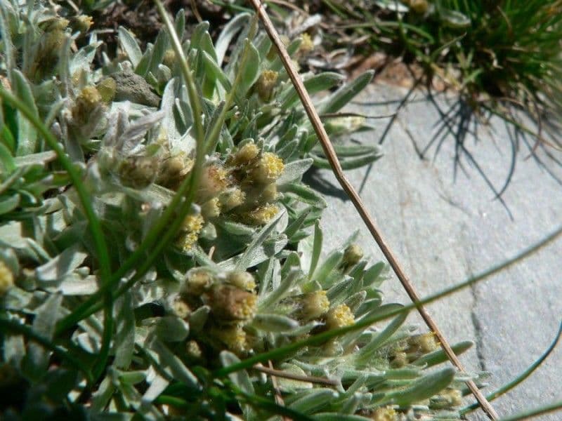 Gnaphalium nano 8