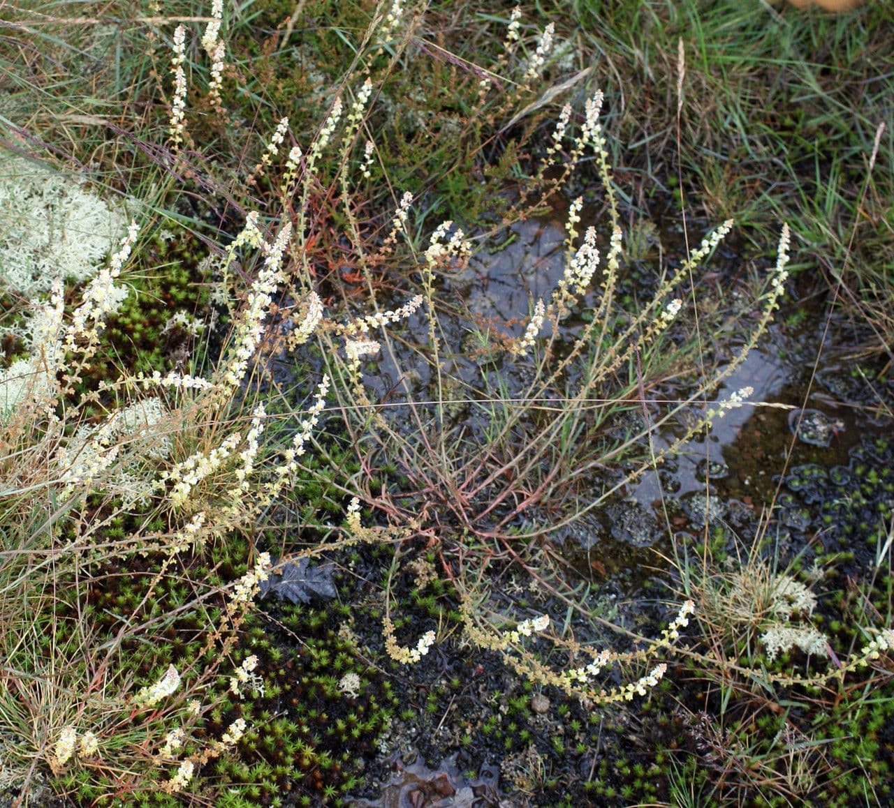 Sesamoides purpurascens 14