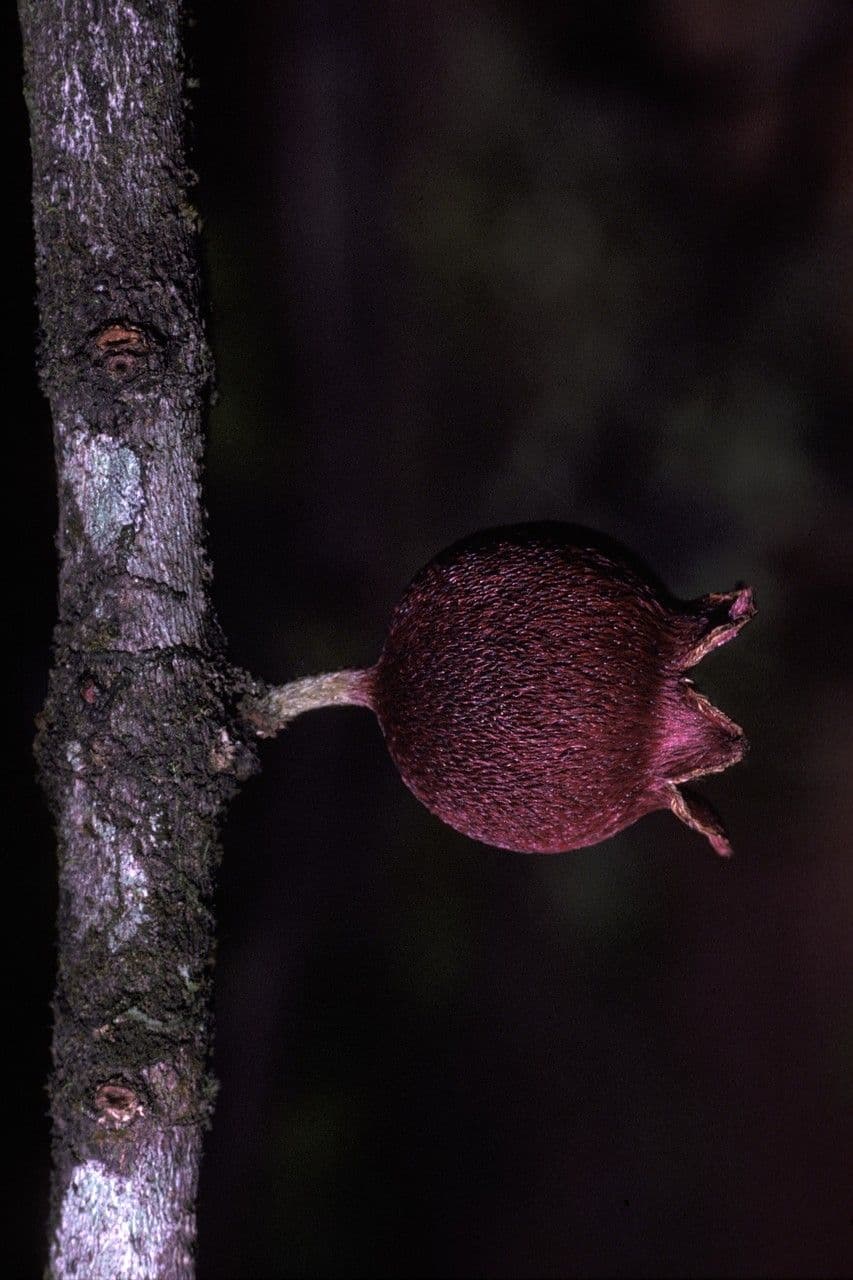 Henriettea succosa