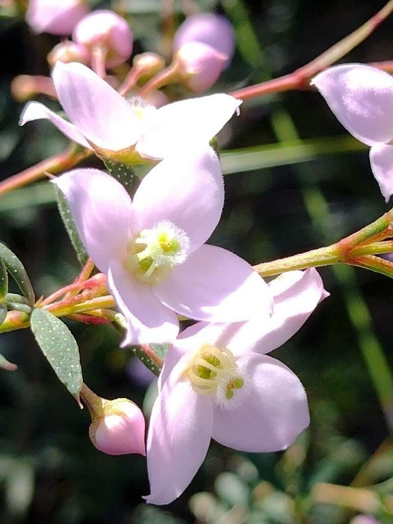 Boronia 2