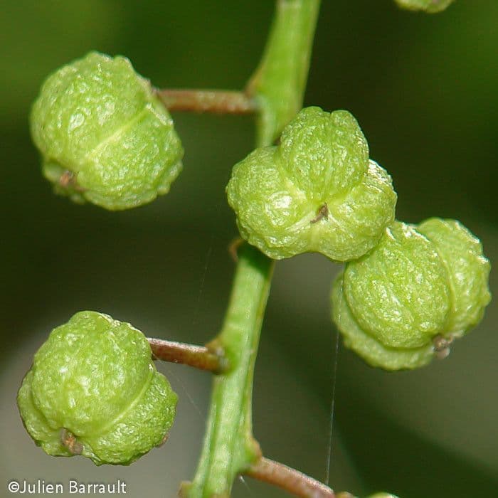 Codiaeum