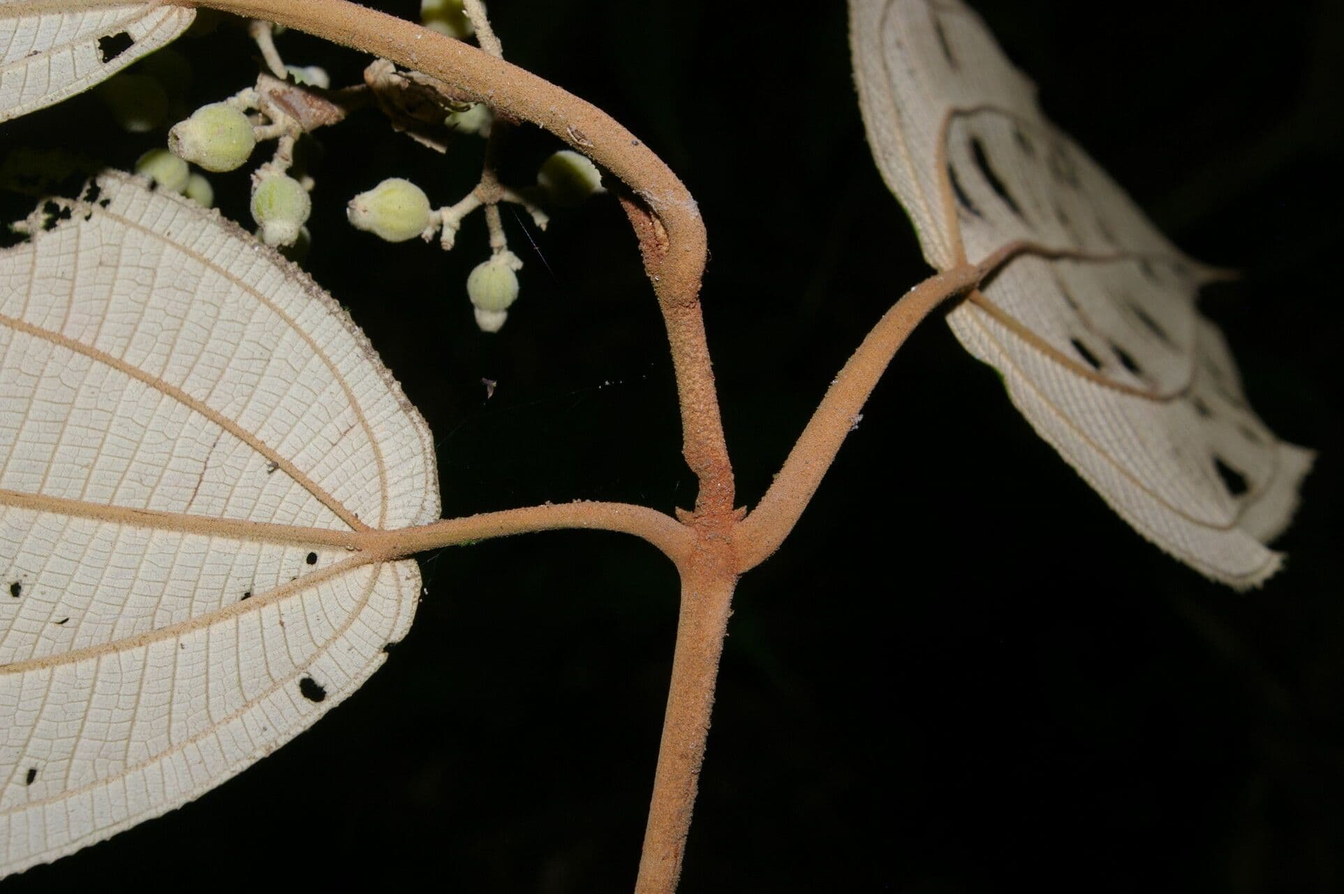 Miconia bubalina 5