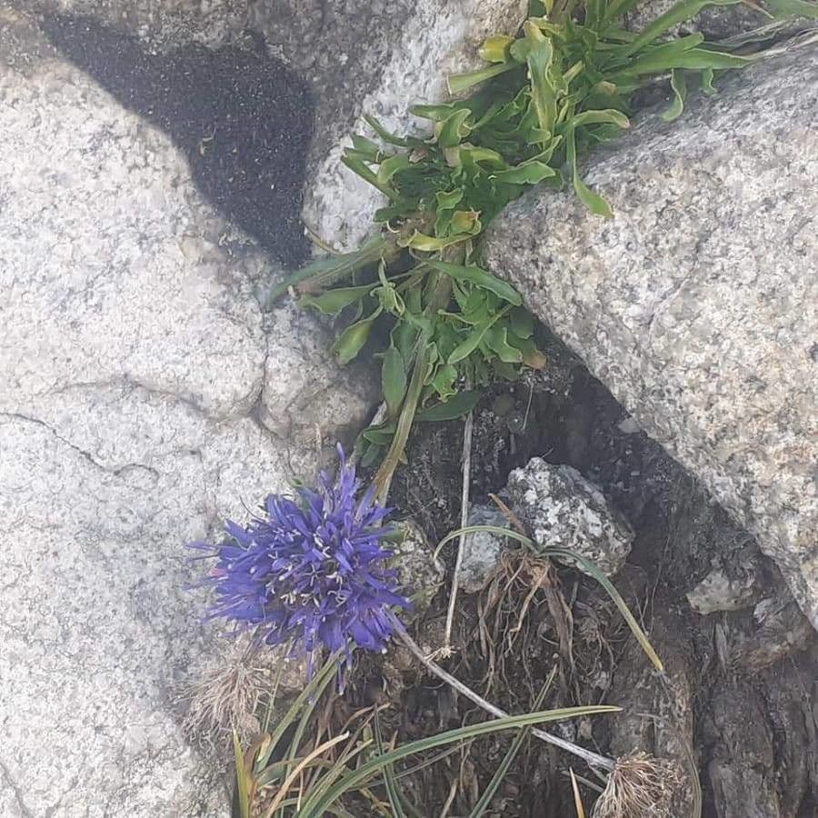 Jasione arrotondato