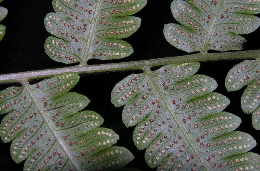 Thelypteris 4