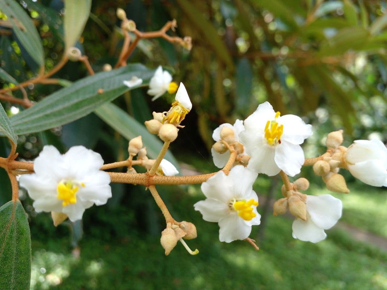 Miconia xalapská 7