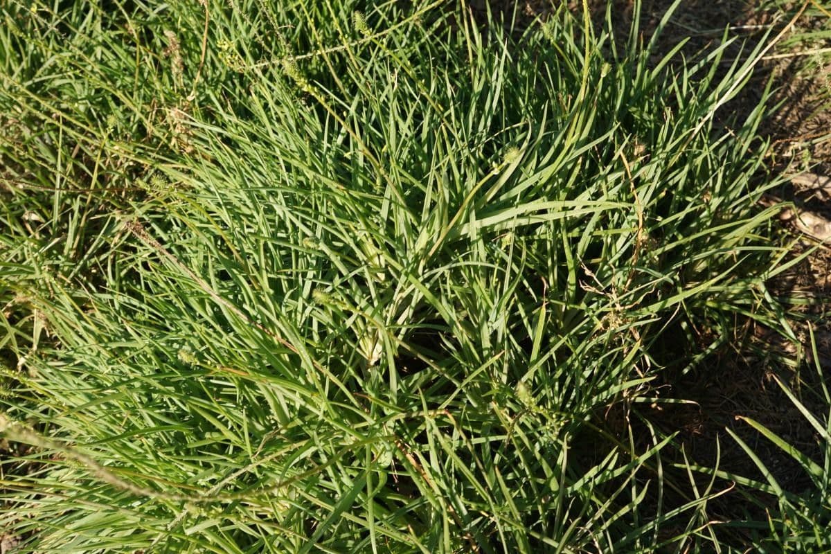Bulbine bulbosa 11