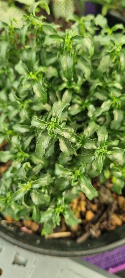 Alternanthera