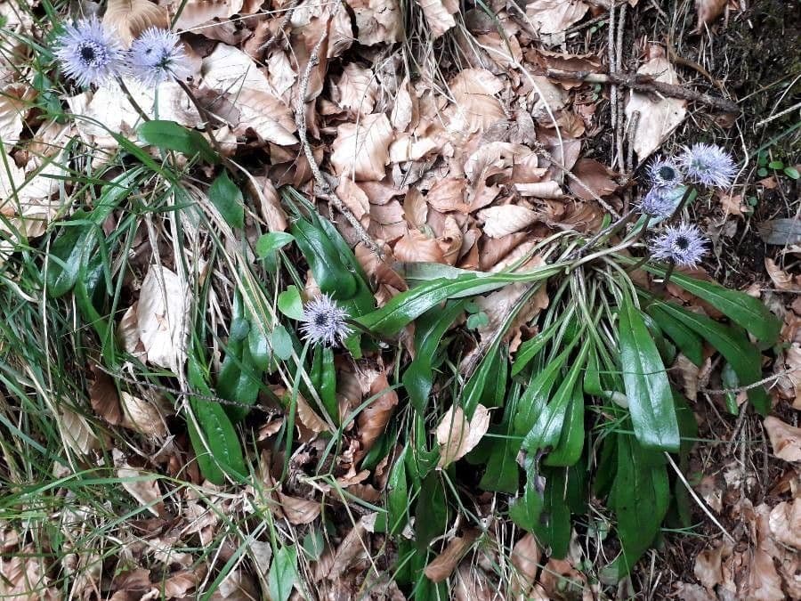 Koulenka bezstvolá 21