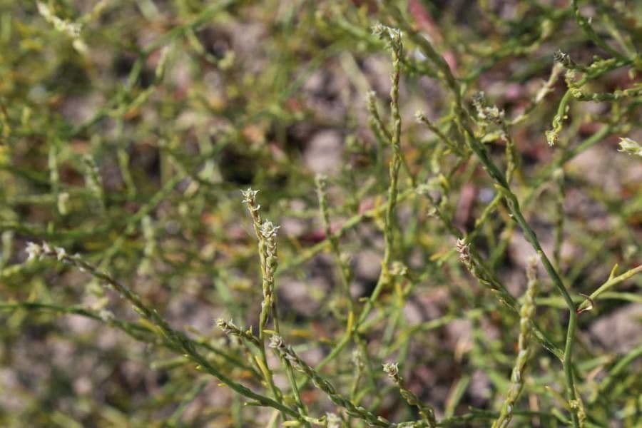 Corispermum