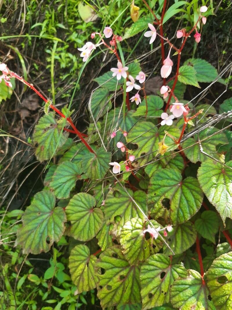Begonia 3