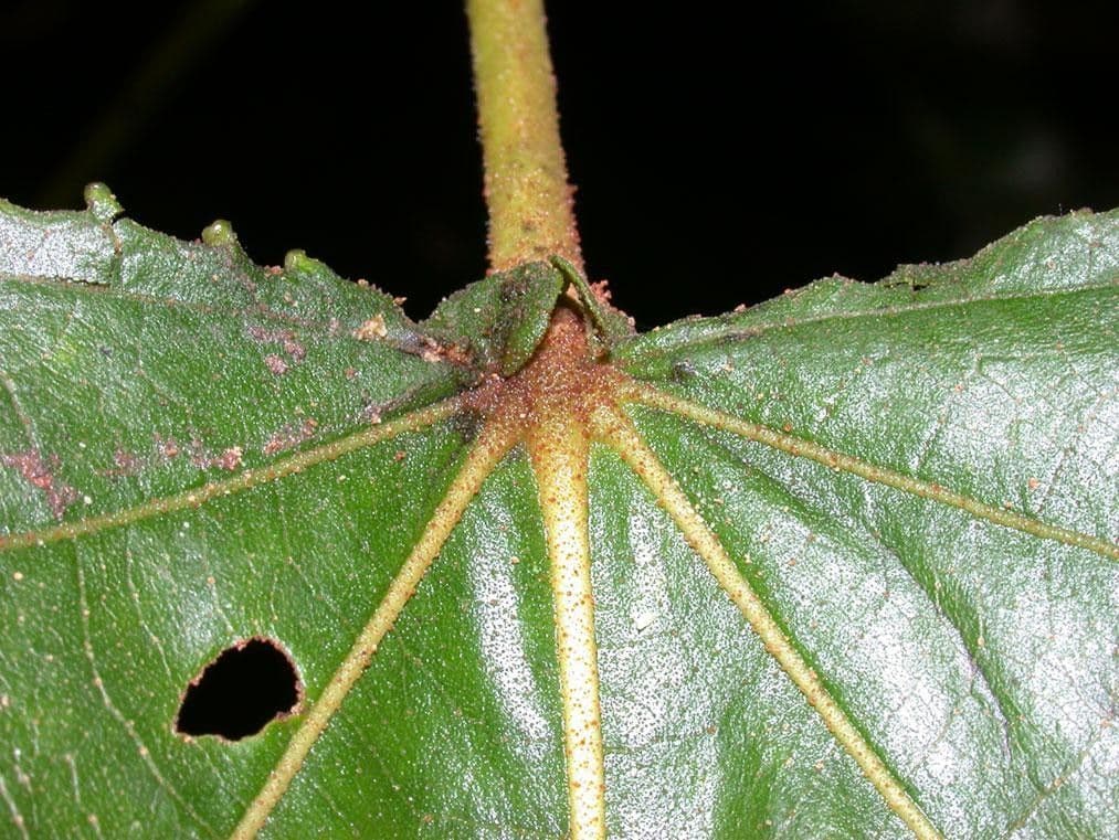 Heliocarpus 19