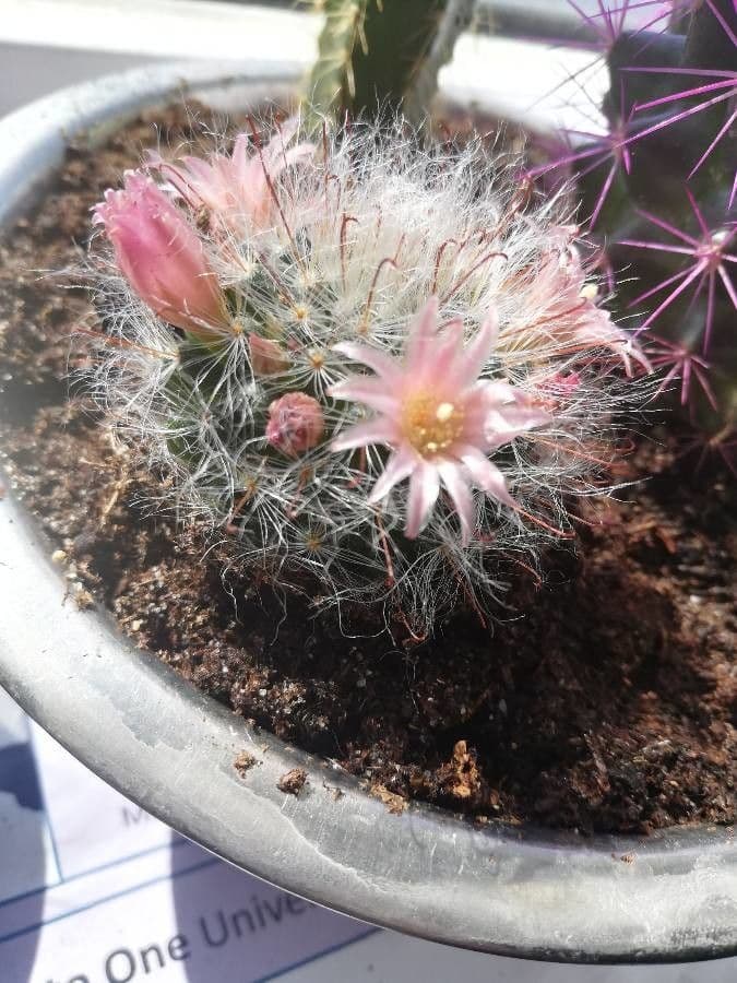 Cactus 8